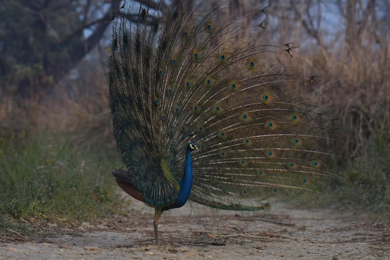 Eden Jungle Resort Sauraha Exteriér fotografie