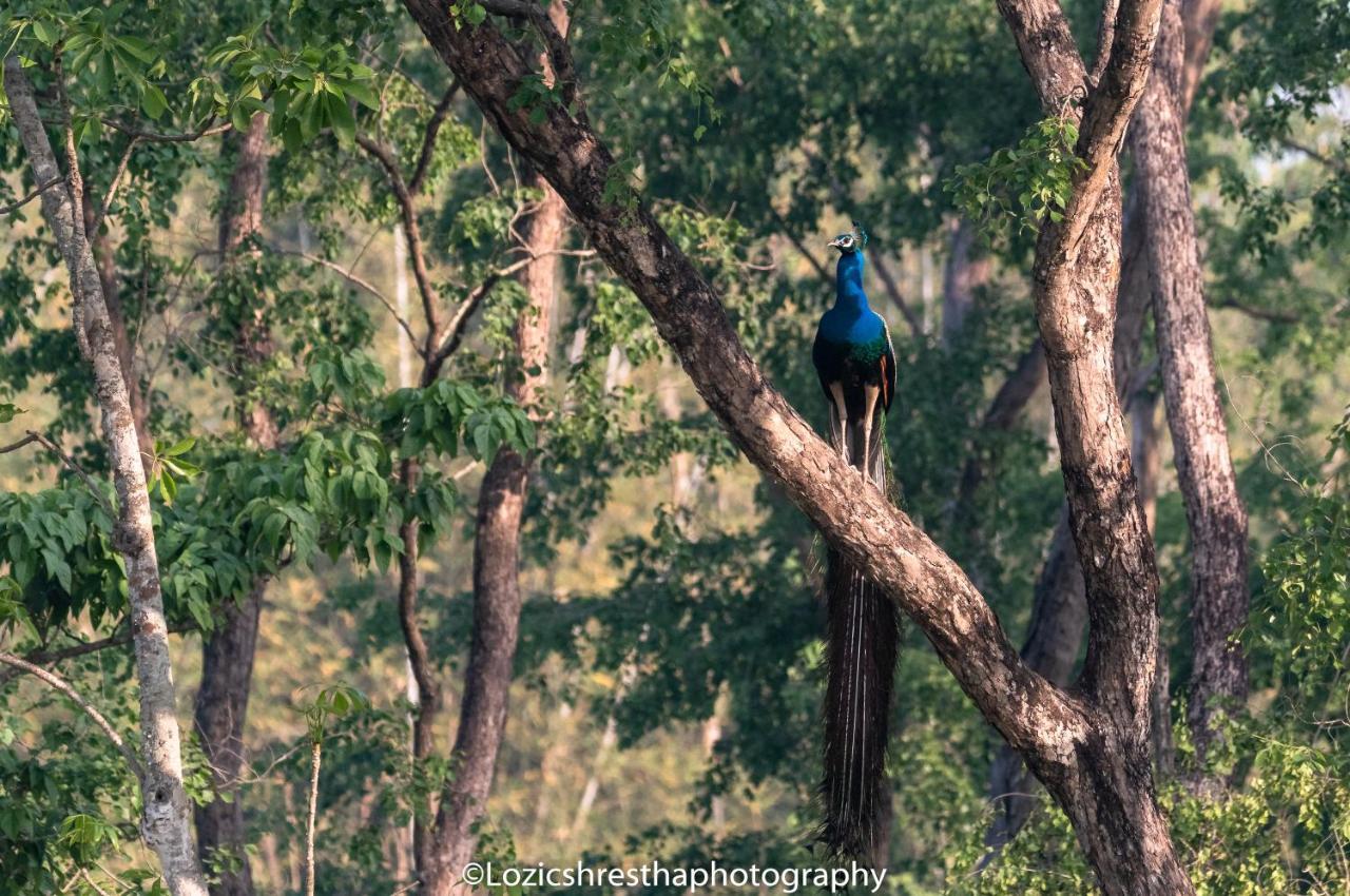 Eden Jungle Resort Sauraha Exteriér fotografie