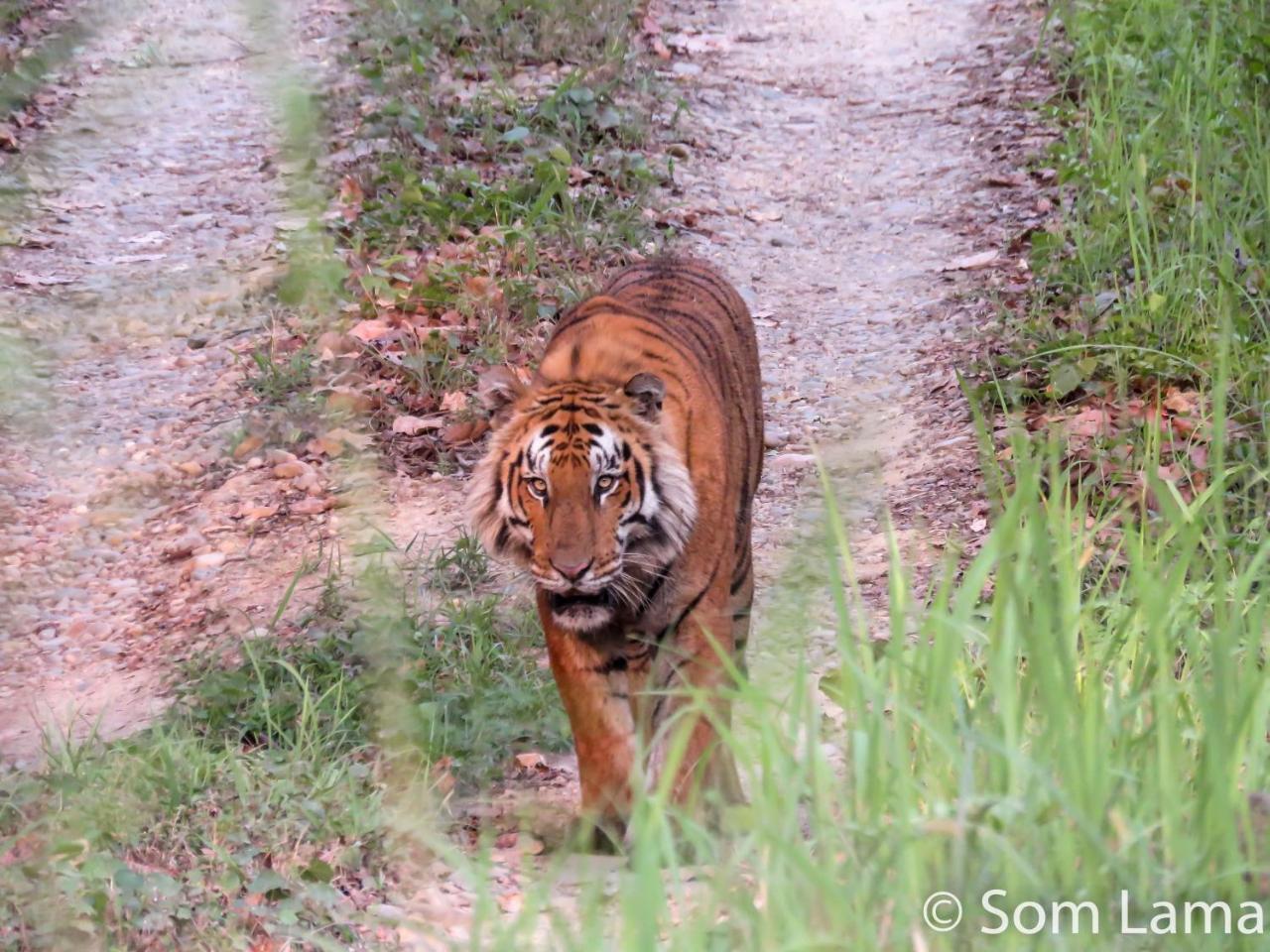 Eden Jungle Resort Sauraha Exteriér fotografie