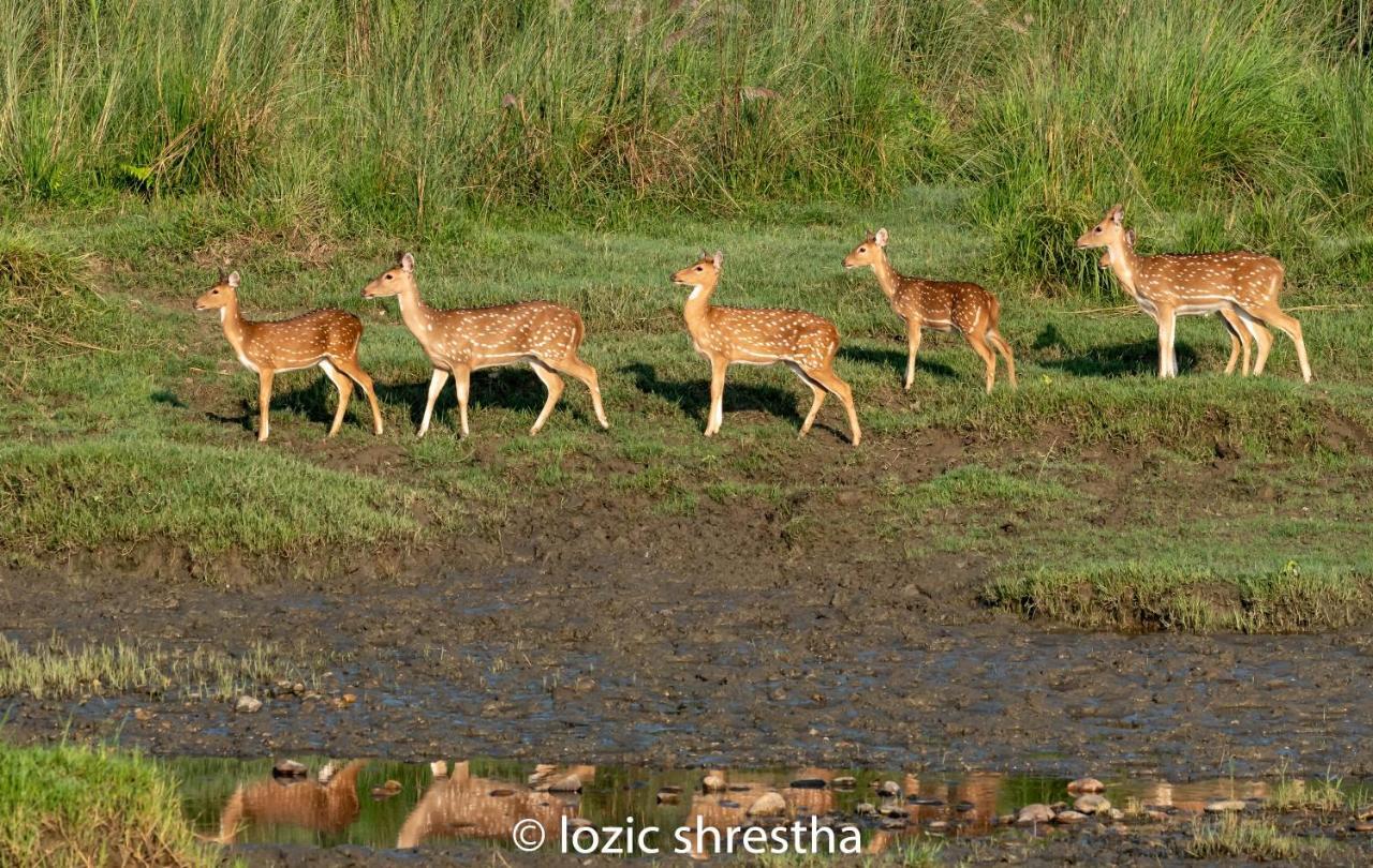 Eden Jungle Resort Sauraha Exteriér fotografie