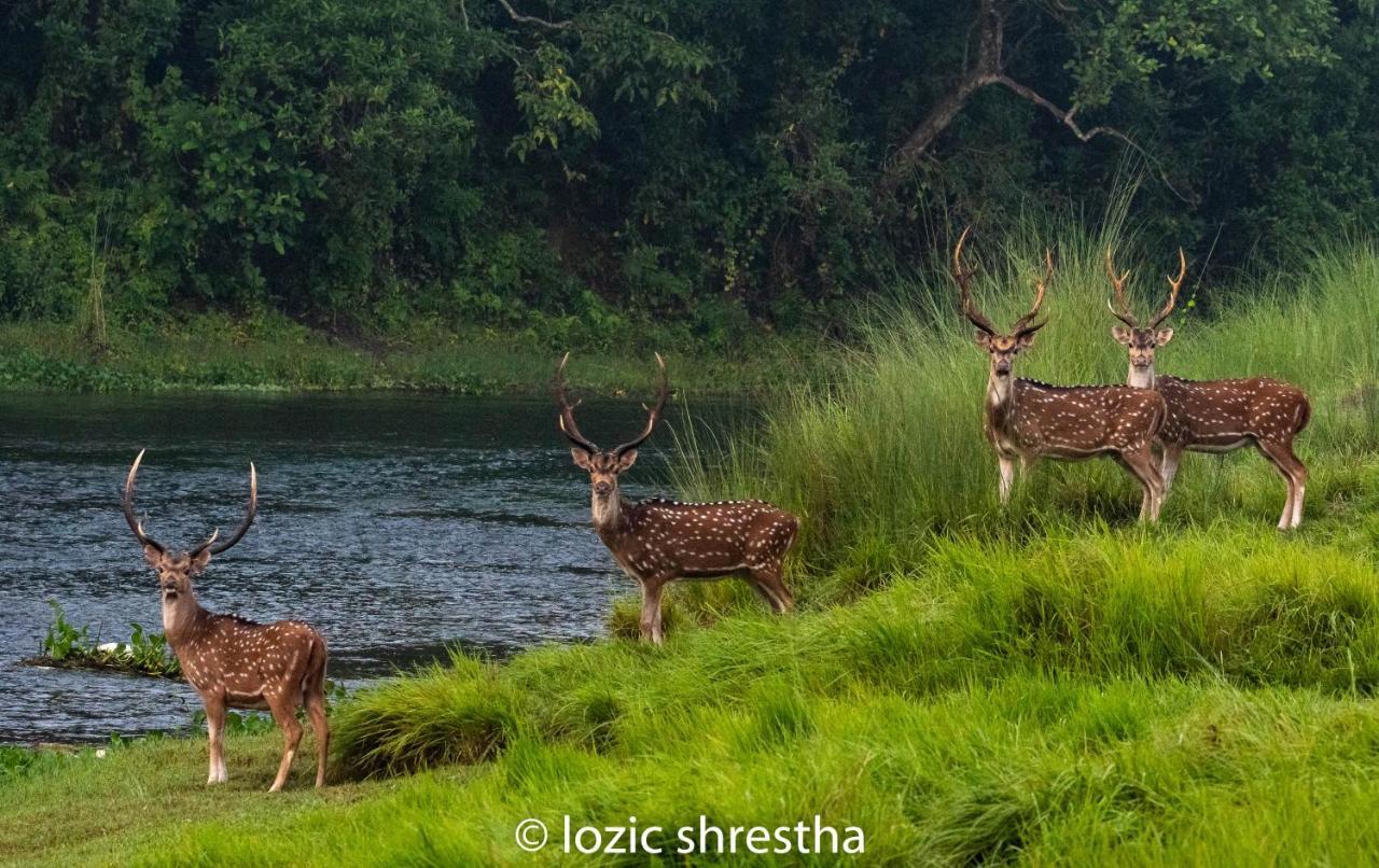 Eden Jungle Resort Sauraha Exteriér fotografie
