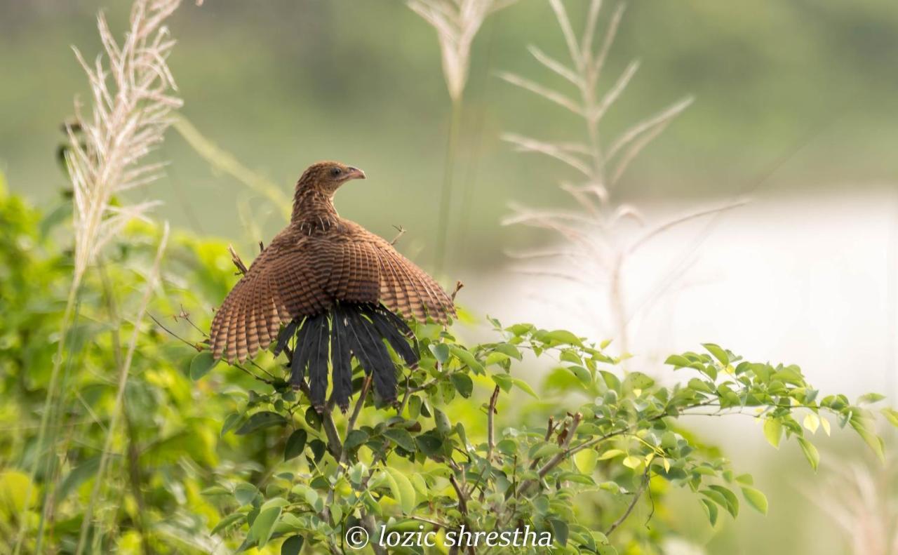 Eden Jungle Resort Sauraha Exteriér fotografie