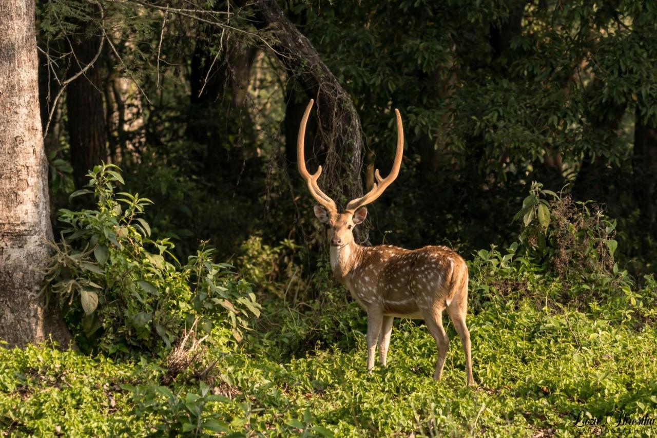 Eden Jungle Resort Sauraha Exteriér fotografie