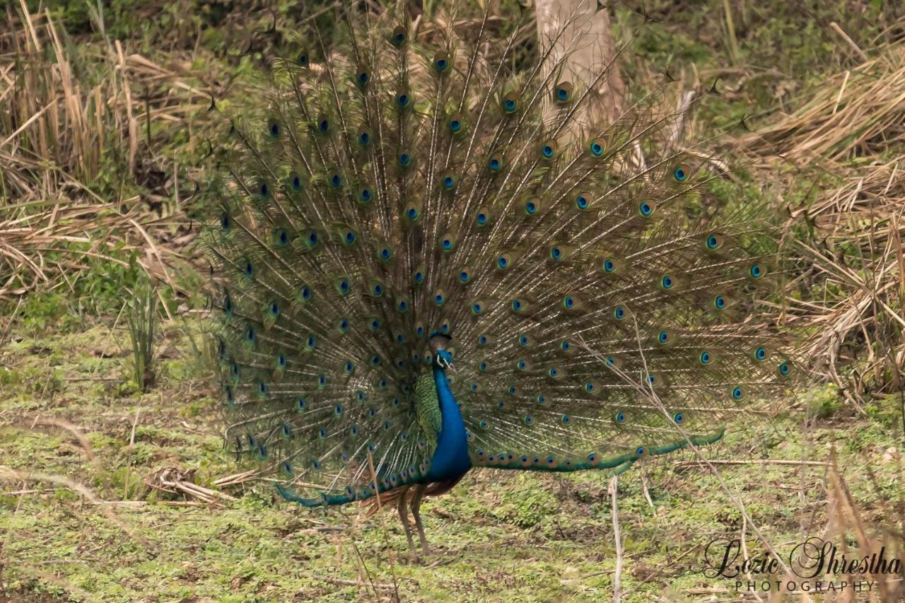 Eden Jungle Resort Sauraha Exteriér fotografie