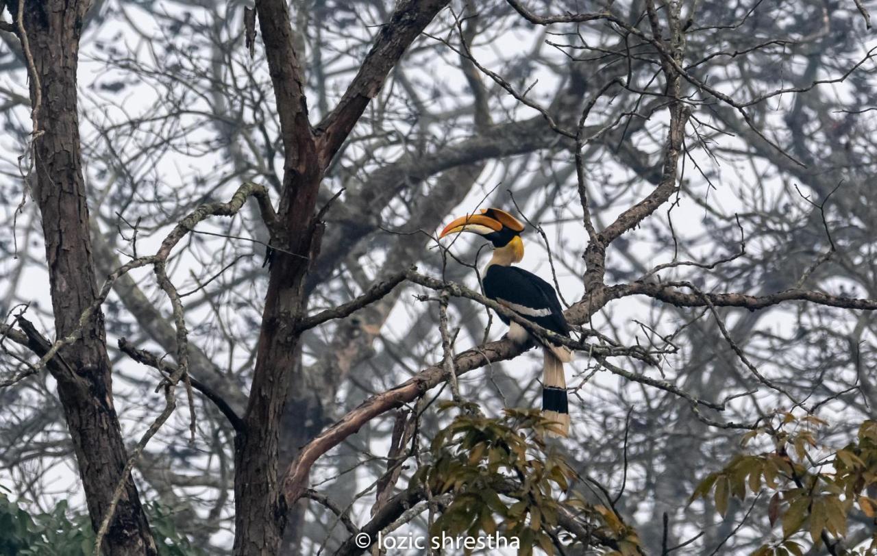 Eden Jungle Resort Sauraha Exteriér fotografie